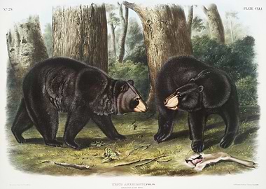 American Black Bear Ursus