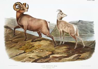 Rocky Mountain Sheep Ovis
