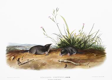 Brewer39S Shrew Mole Scall