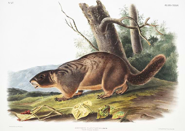 YellowBellied Marmot Arcto