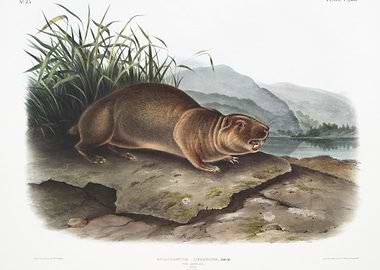 Sewellel Aplodontia Lepori