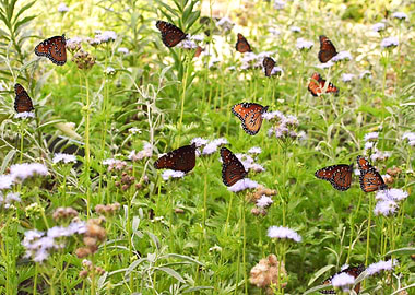Field of Monarchs