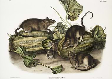 Brown Rat Or Norway Rat Mu