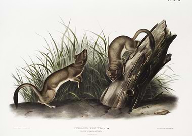 White Weasel Stoat Puttori