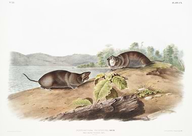 MoleShaped Pouched Rat Pse