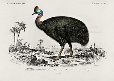 Casoar Casque Bird