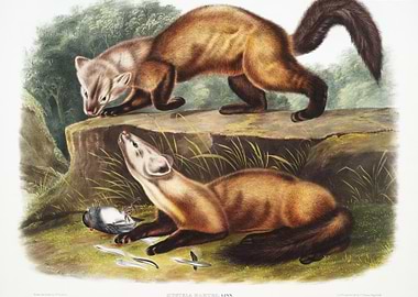 Pine Marten Mustela Martes