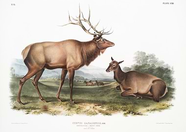 American Elk Cervus Canade
