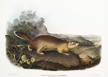 Parry39S Marmot Squirrel S