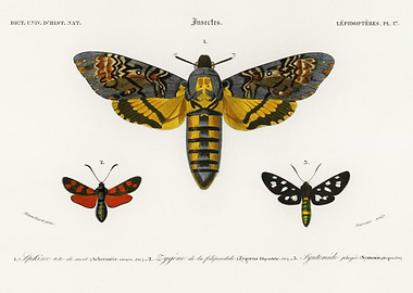 Collection Of Moths Illust