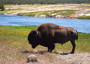 Buffalo