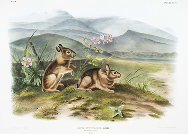 Nuttall39S Hare Lepus Nutt