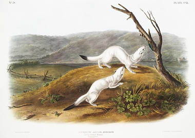 Little Nimble Weasel Putor