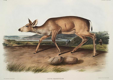 BlackTailed Deer Cervus Ma