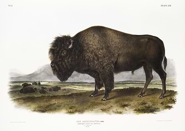 American Bison Bos America