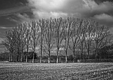 Nieuwlang Magic trees