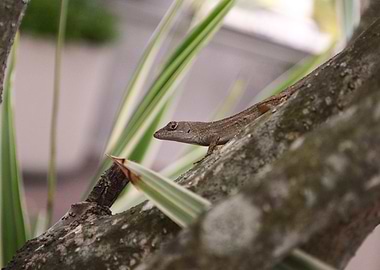 Anole 4