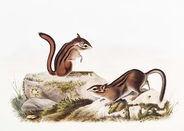 Townsend39S Ground Squirre