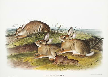 Warm Wood Hare Lepus Artem