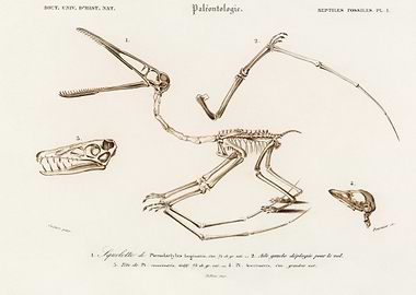 Pterosaur Pterodactylus Il