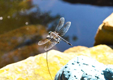 Dragonfly 1
