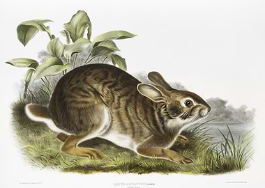 Swamp Hare Lepus Aquaticus