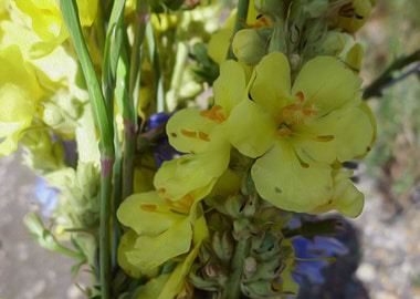 Mallow flower gentilness