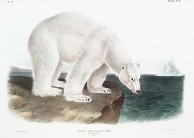 Polar Bear Ursus Maritimus
