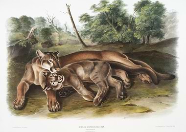 Cougar Felis Concolor From