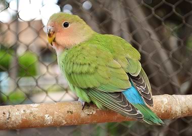 Parrot 9