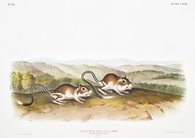 Pouched Jerboa Mouse Dipod