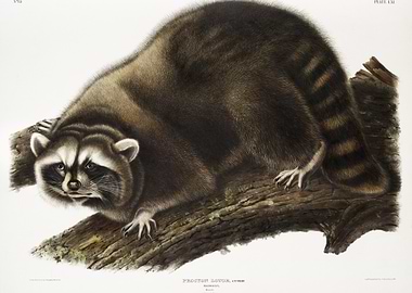 Raccoon Procyon Lotor From