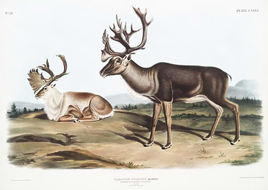 Caribou Or American Rein D