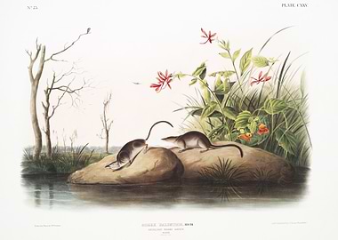 American Marsh Shrew Sorex