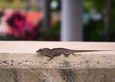 Anole 1
