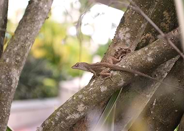 Anole 3
