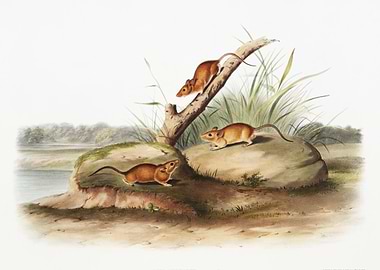 Orange Colored Mouse Mus A