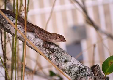 Anole 6