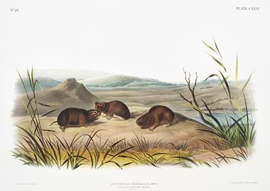 Northern MeadowMouse Arvic