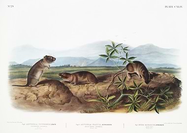 Townsend39S Arvicola Arvic