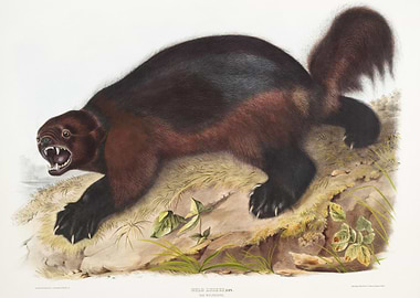 Wolverine Gulo Luscus From
