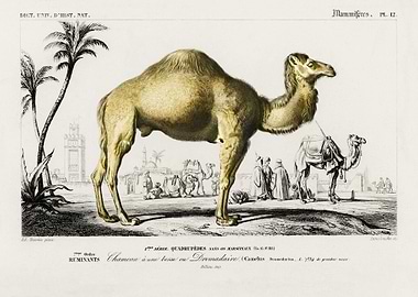 Camel Camelus Illustrated