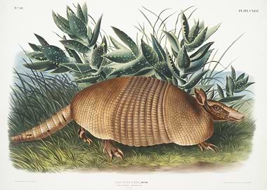NineBanded Armadillo Dasyp