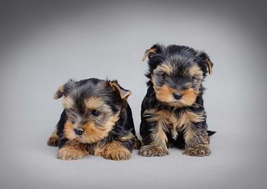 Yorkie puppies
