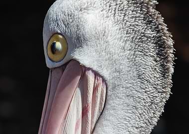 Pelican