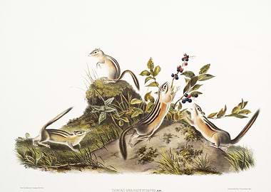 FourStriped Ground Squirre