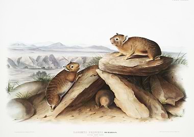 Little Chief Hare Lagomys