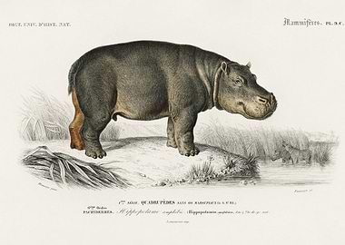 Hippopotamus Hippopotame A