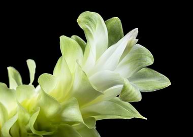 Echeveria Mirror Image 1