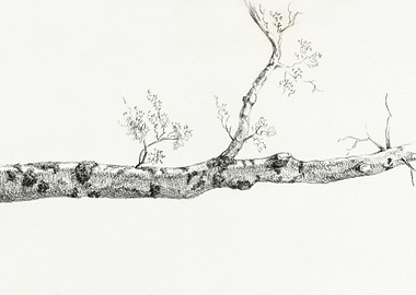 Study Of A Tree 1816 By Je